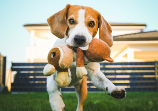 Dog Supplies