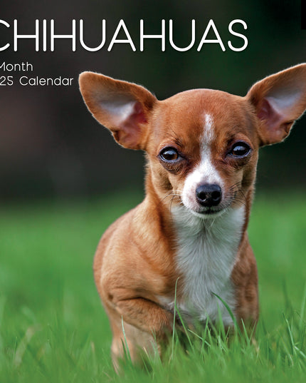 Chihuahuas 2025 Square Wall Calendar Dogs Pets Animals 16 Months Premium Planner