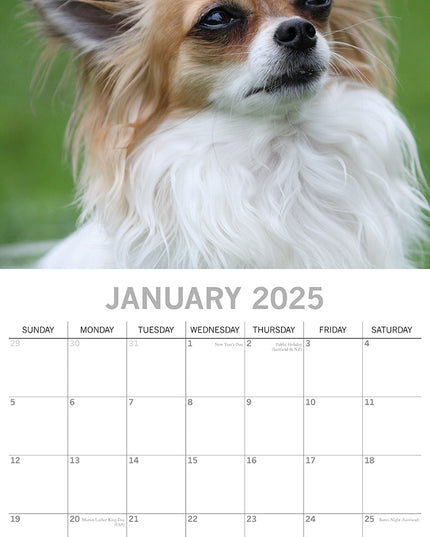 Chihuahuas 2025 Square Wall Calendar Dogs Pets Animals 16 Months Premium Planner