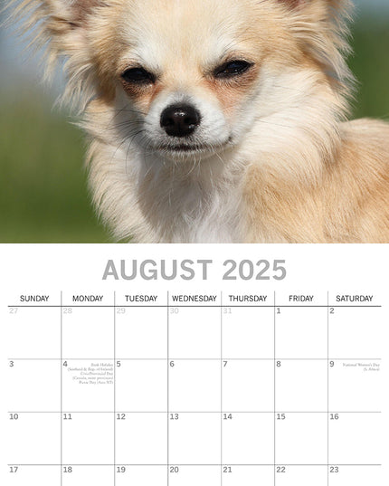 Chihuahuas 2025 Square Wall Calendar Dogs Pets Animals 16 Months Premium Planner